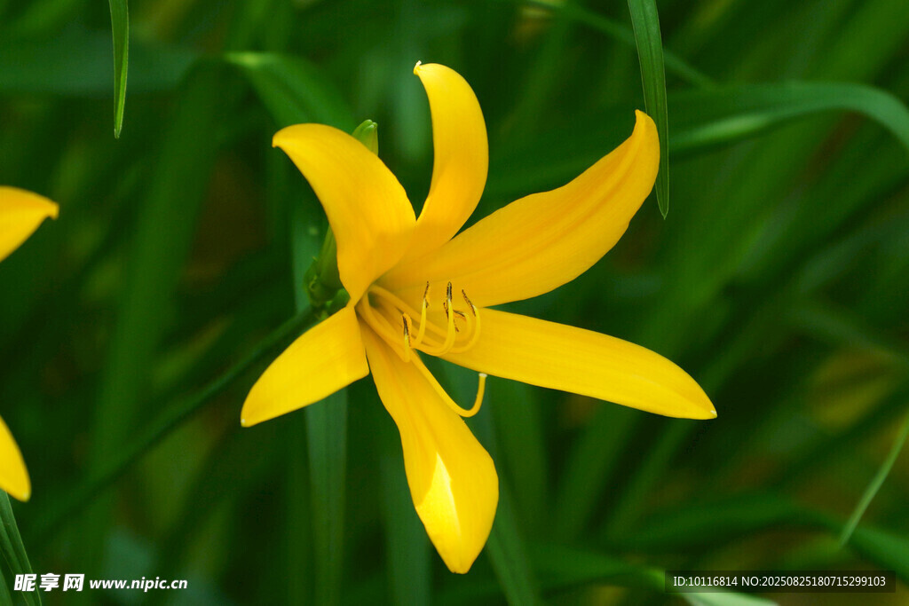 黃色萱草花