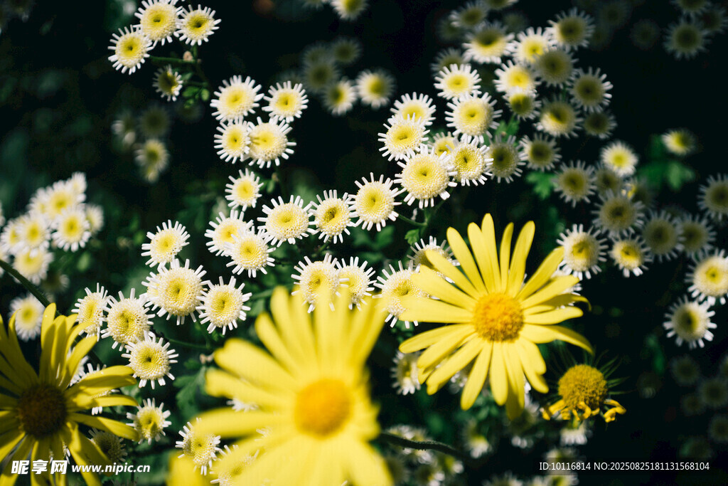 黃白小花
