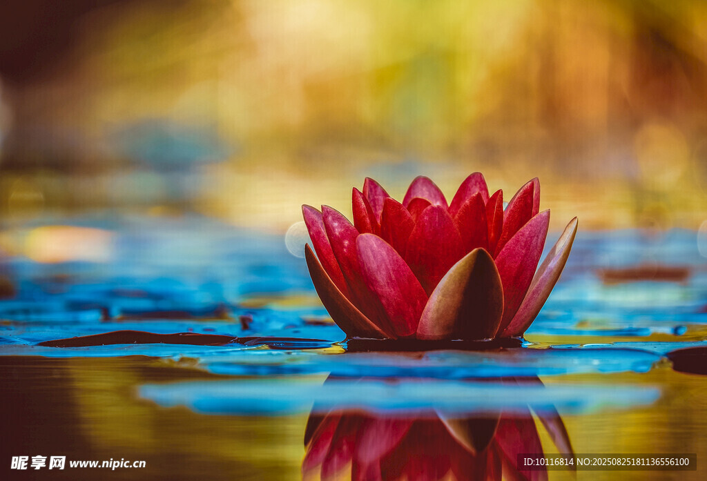 紅睡蓮