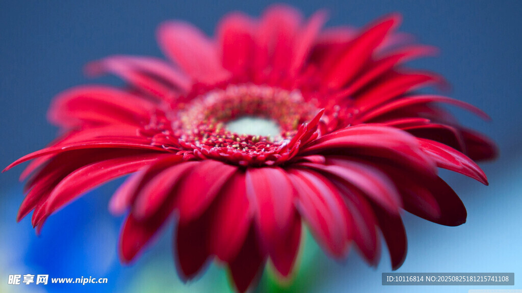 紅雛菊