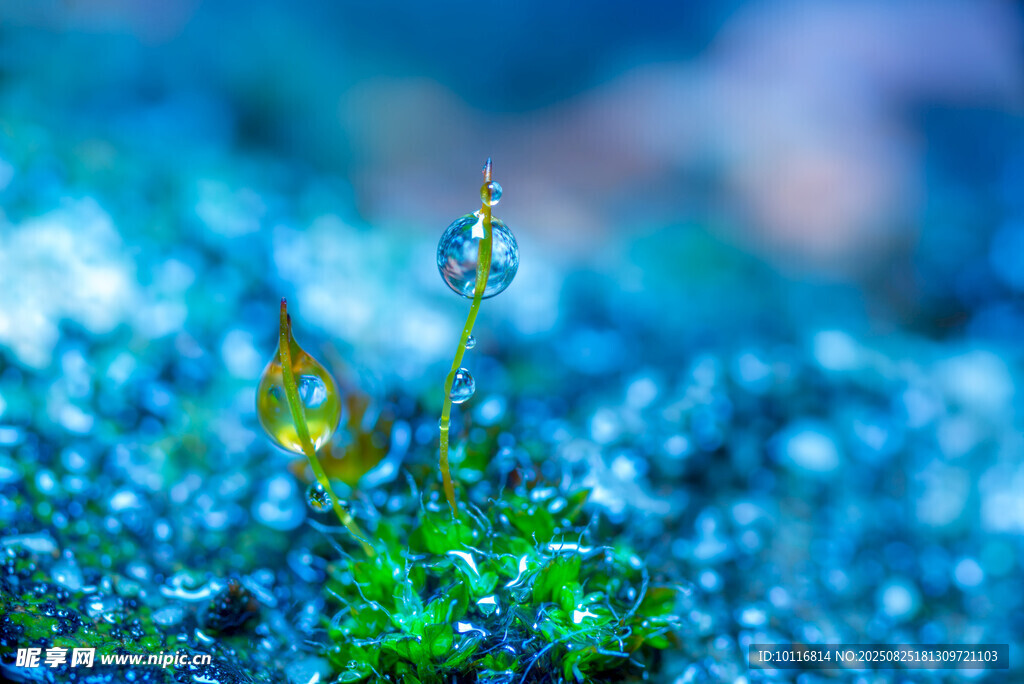 小草嫩芽