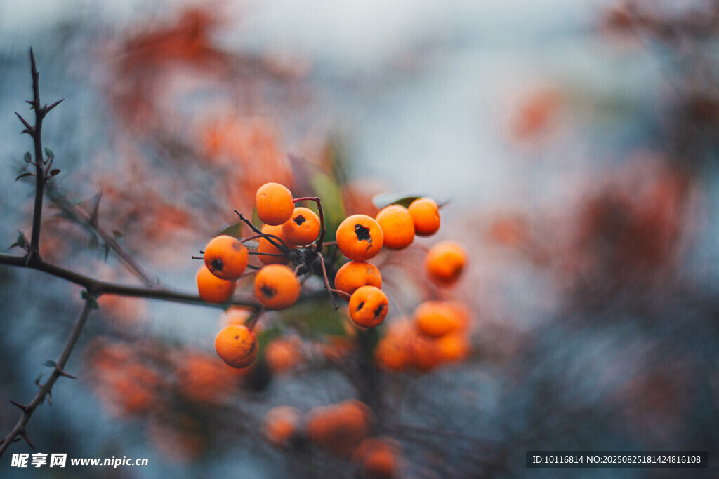 枝頭橙果