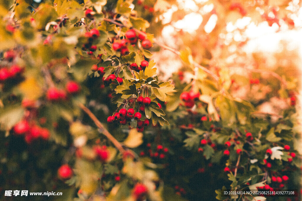 火紅漿果