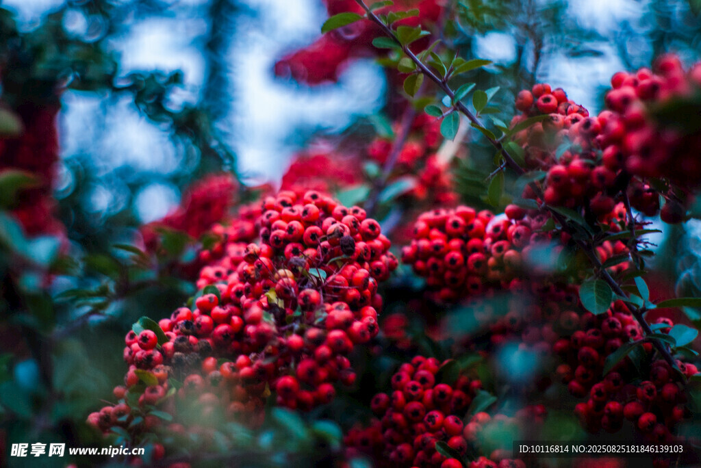 紅果滿枝
