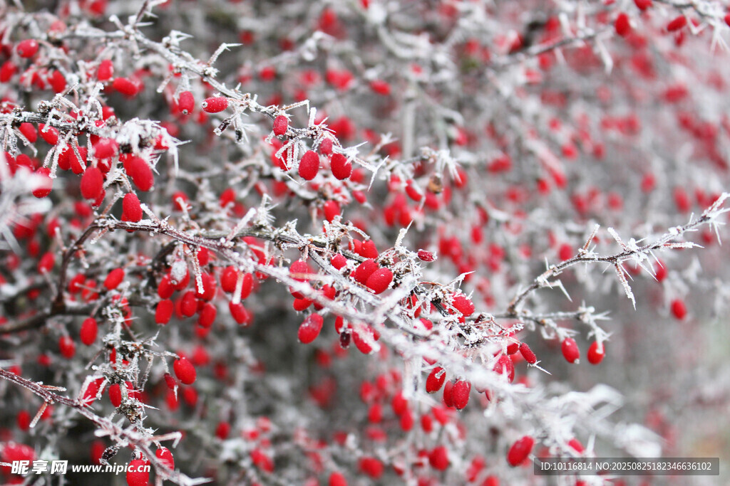 雪覆紅果