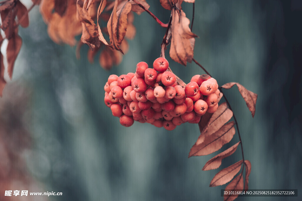紅果秋葉