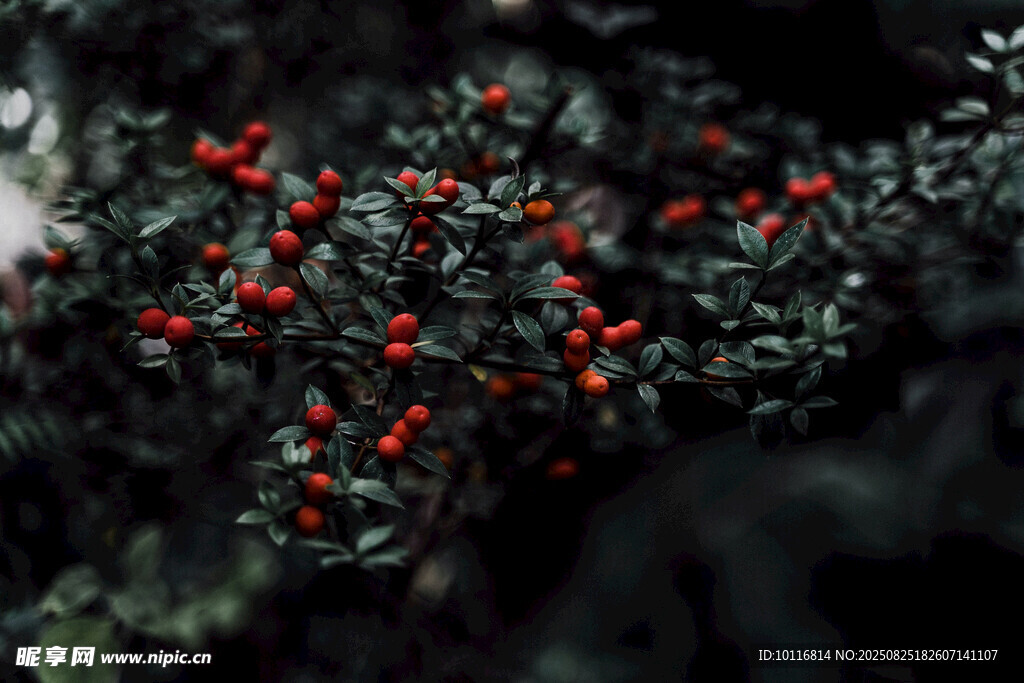 紅果綠葉