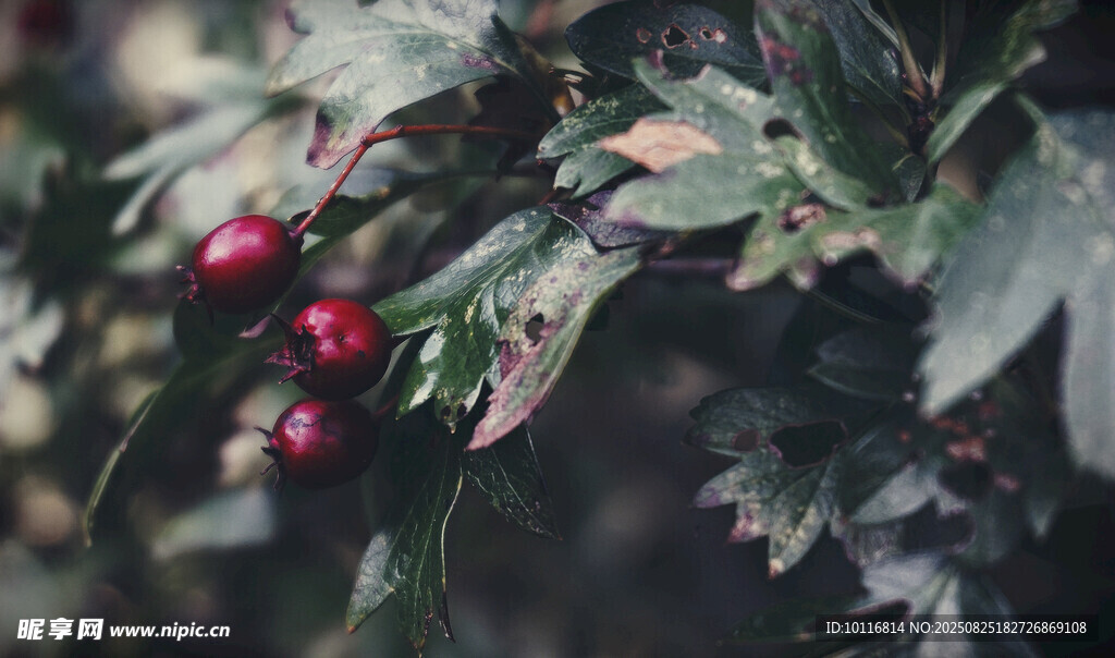 枝頭紅果
