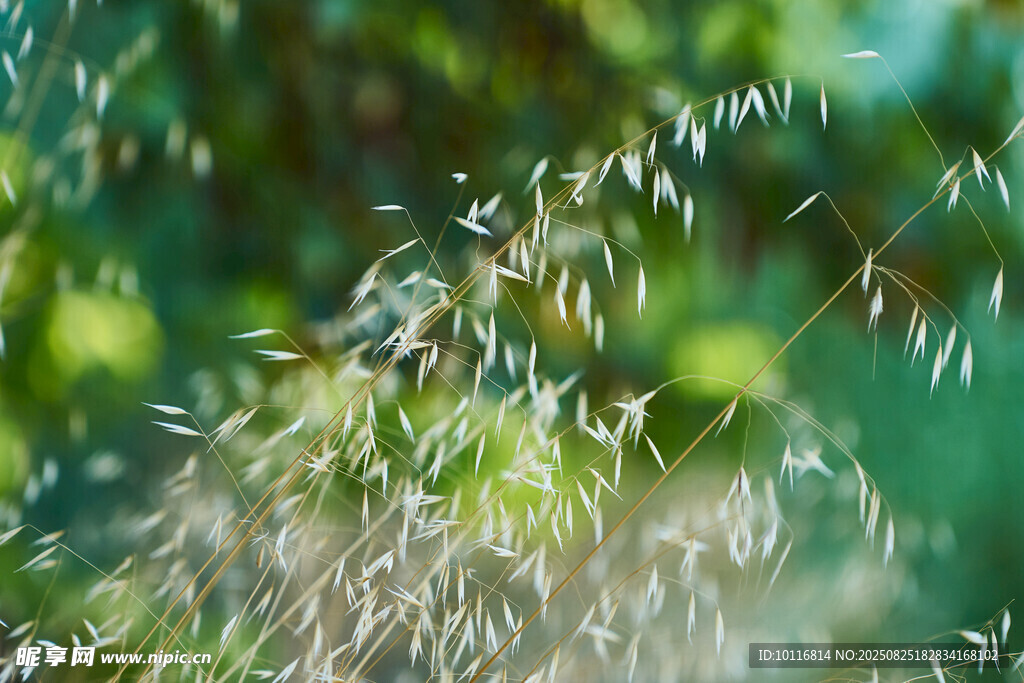 草穗