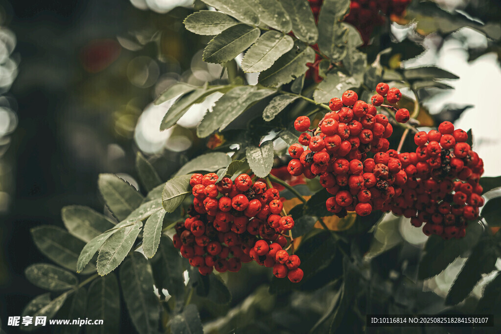 紅果滿枝