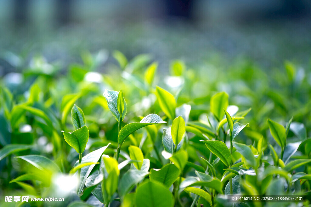 嫩綠茶葉