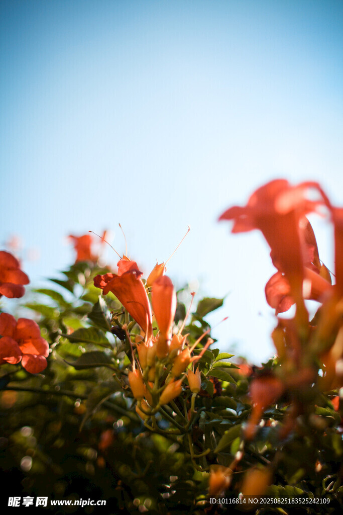 紅色花卉