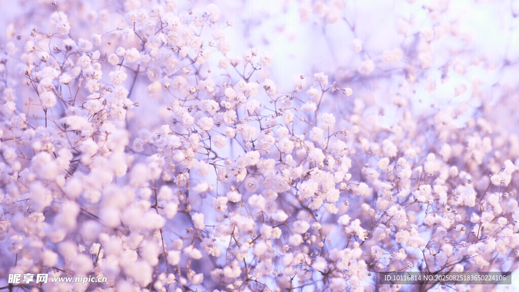 夢(mèng)幻紫色花朵