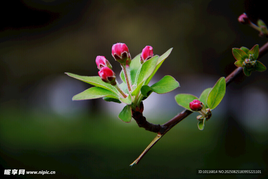 粉嫩蘋果花蕾