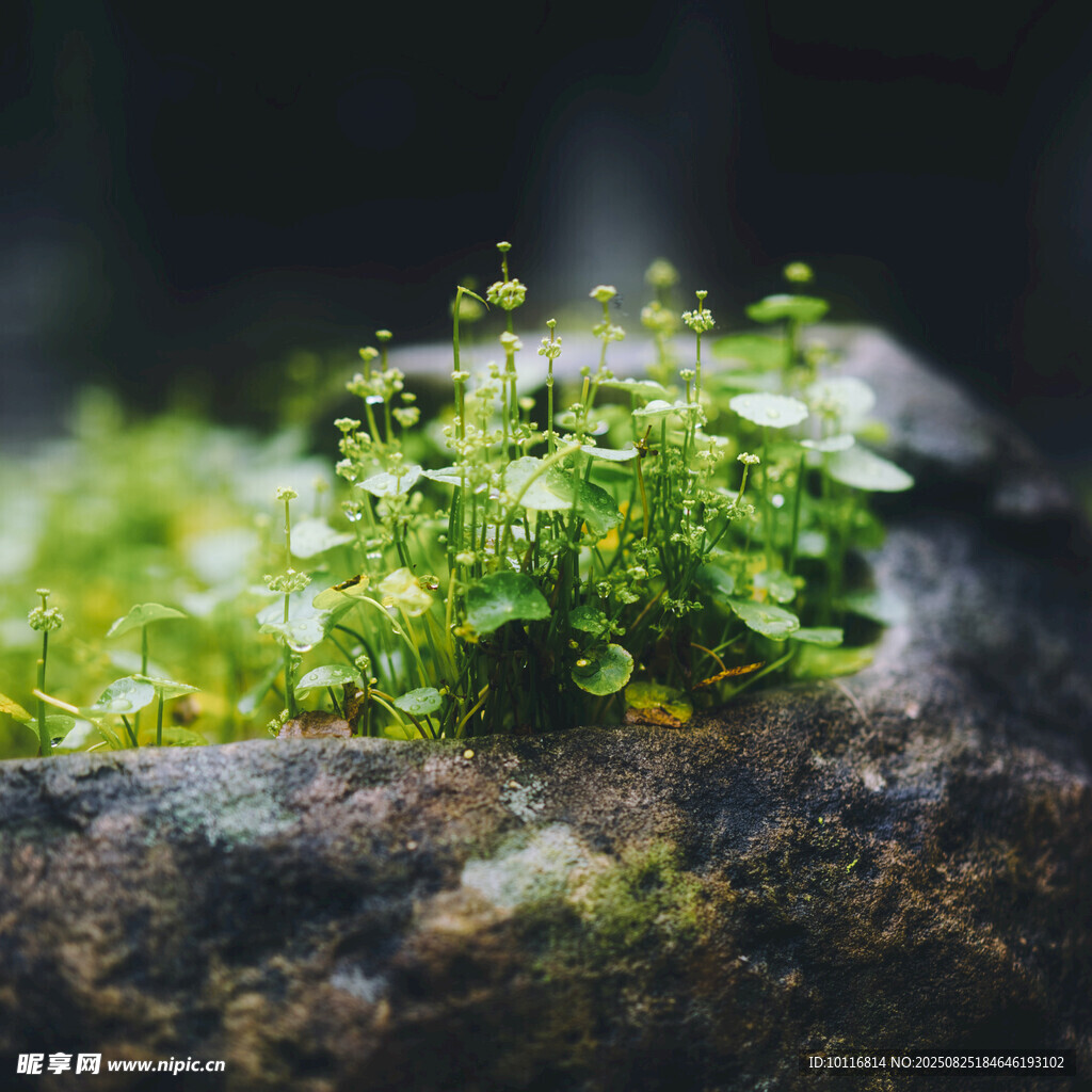嫩綠植物