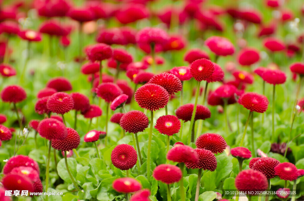 紅色絨球花