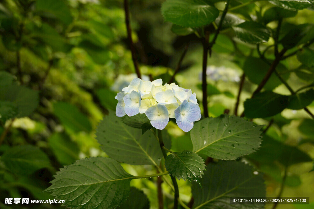 藍(lán)白繡球花