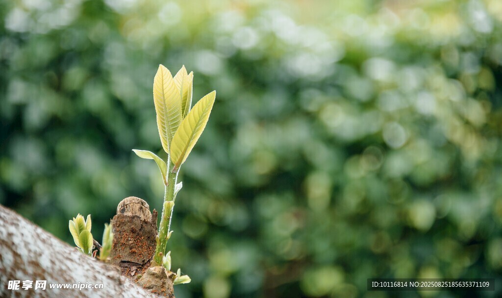 植物嫩芽