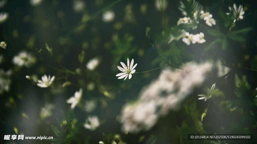 清新雛菊