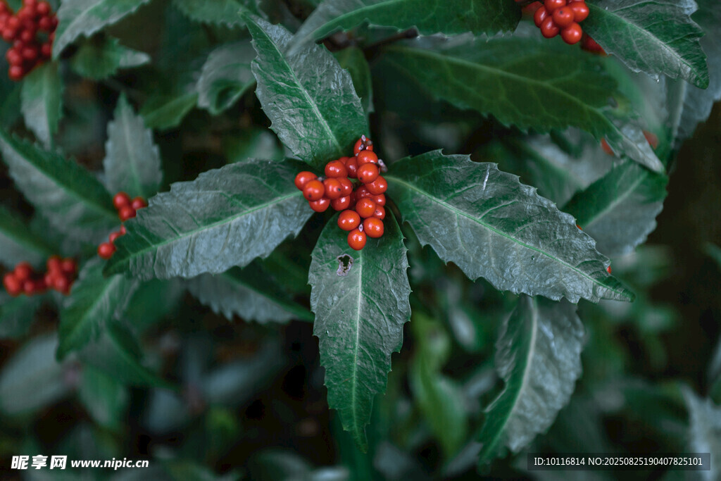 綠葉紅果