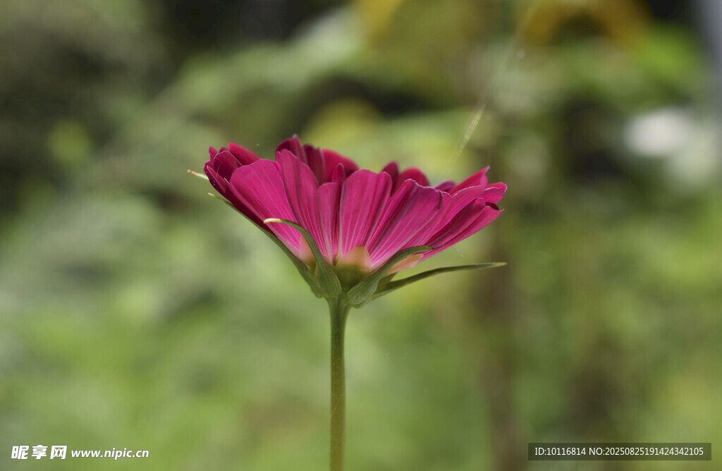 粉紅色格?；? />
                            </div>
                    </div>
                </div>



                <div   id=