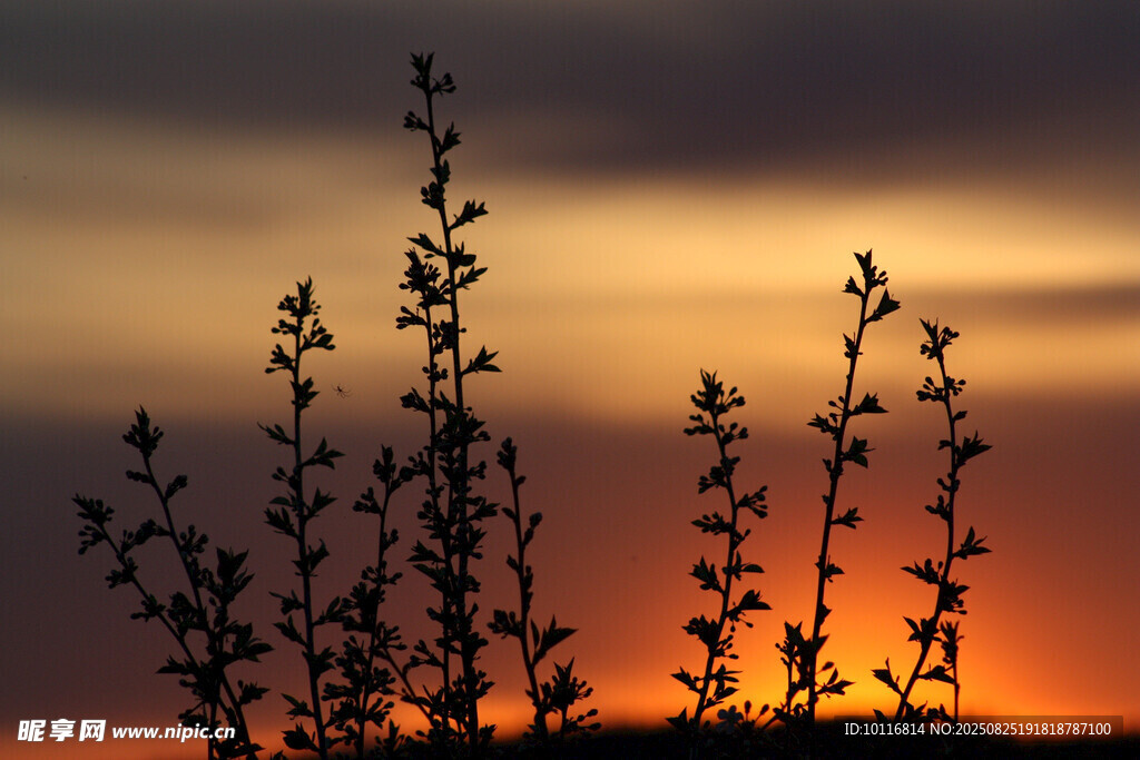 夕陽(yáng)植物剪影
