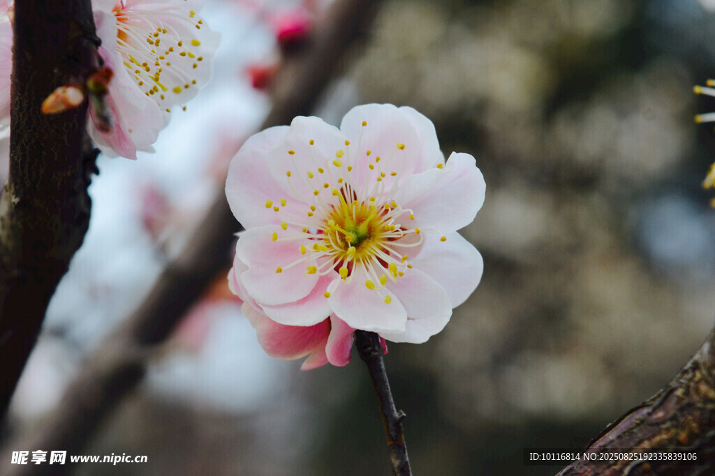粉色梅花