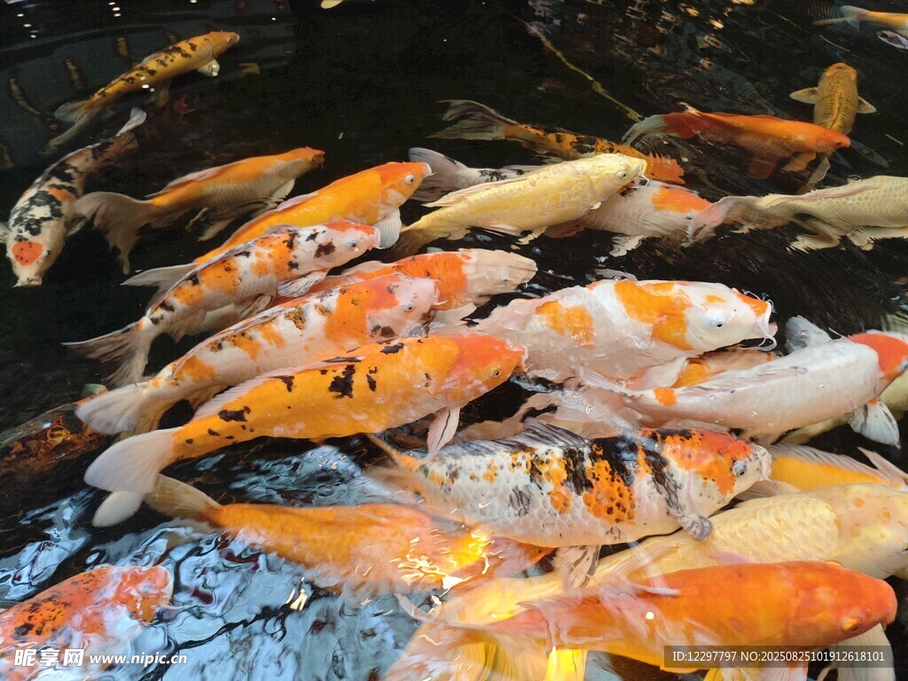 池塘中游動(dòng)的多彩錦鯉
