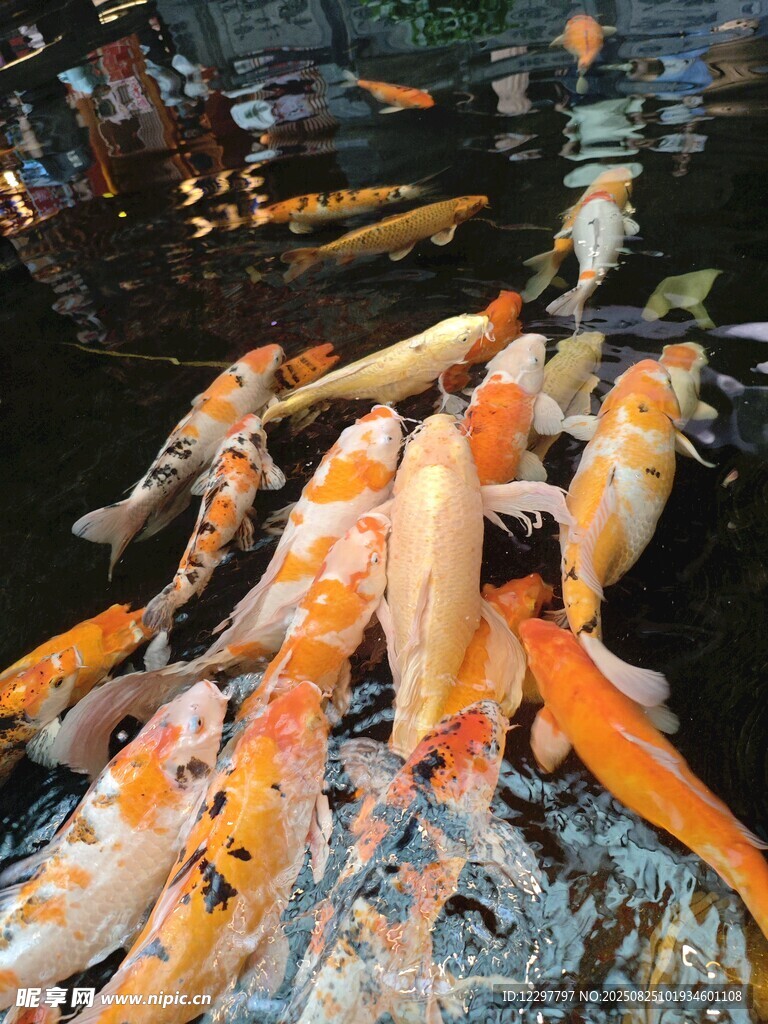 池塘中游動的多彩錦鯉