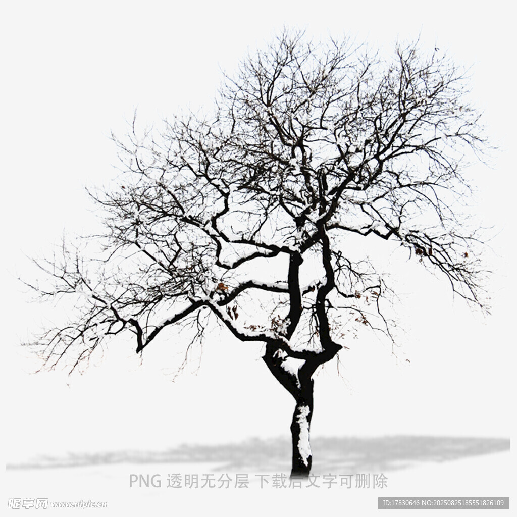 樹木