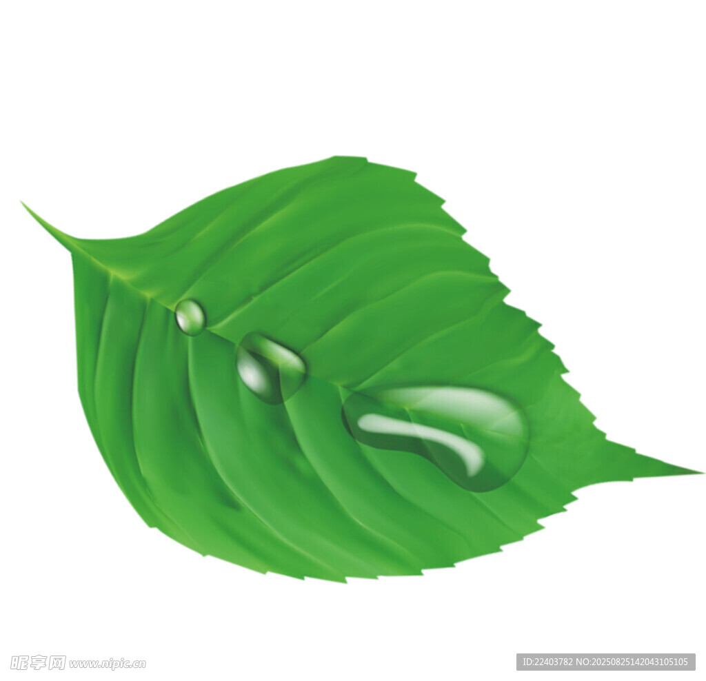 綠葉上的晶瑩水珠