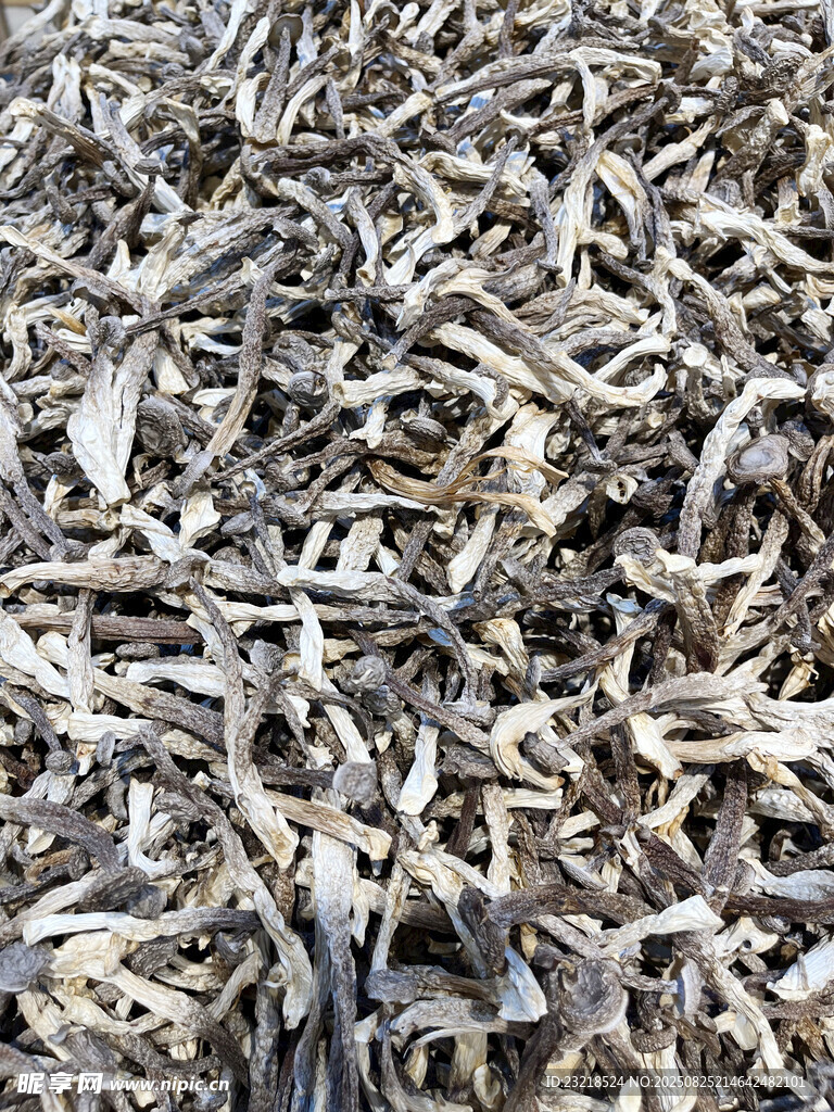 鹿茸菇