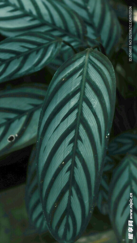 條紋綠植葉片特寫