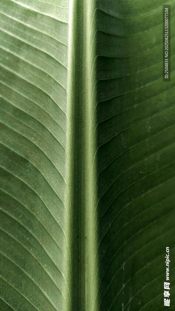 翠綠葉片紋理特寫