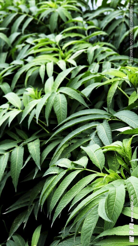 茂密翠綠的葉片植物
