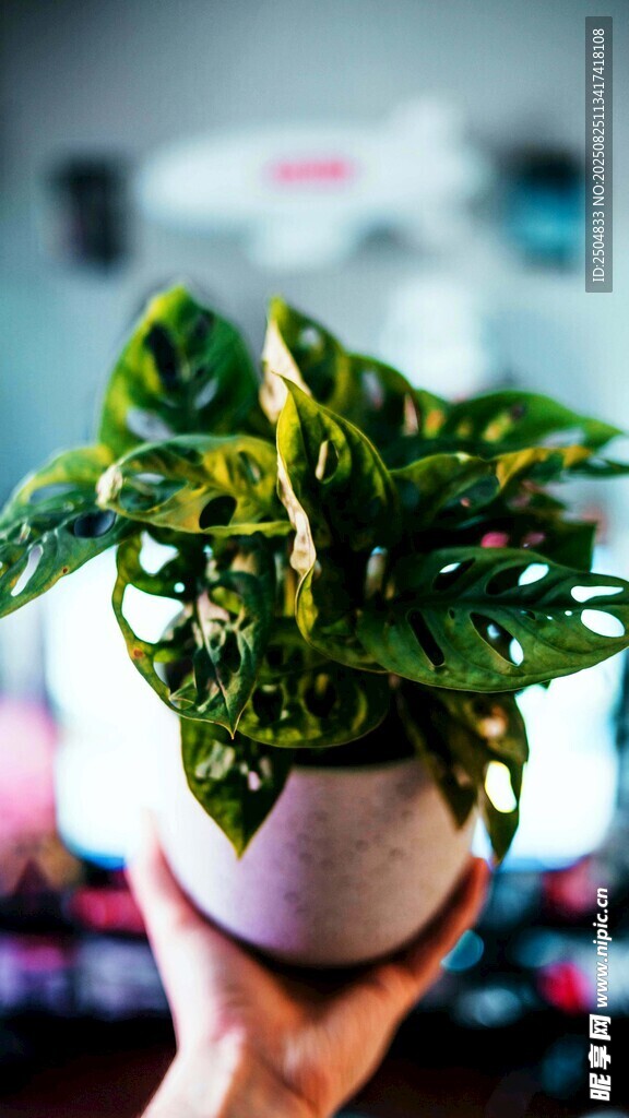 手持綠植盆栽