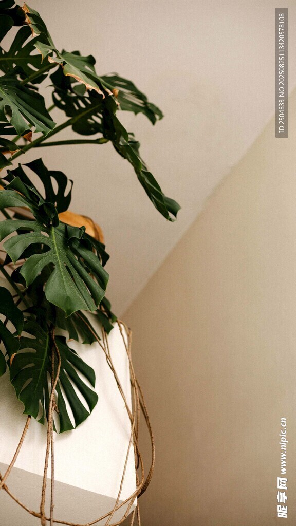 懸掛龜背竹綠植一角