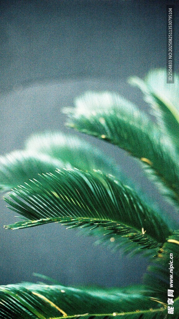 翠綠舒展的羽狀葉片