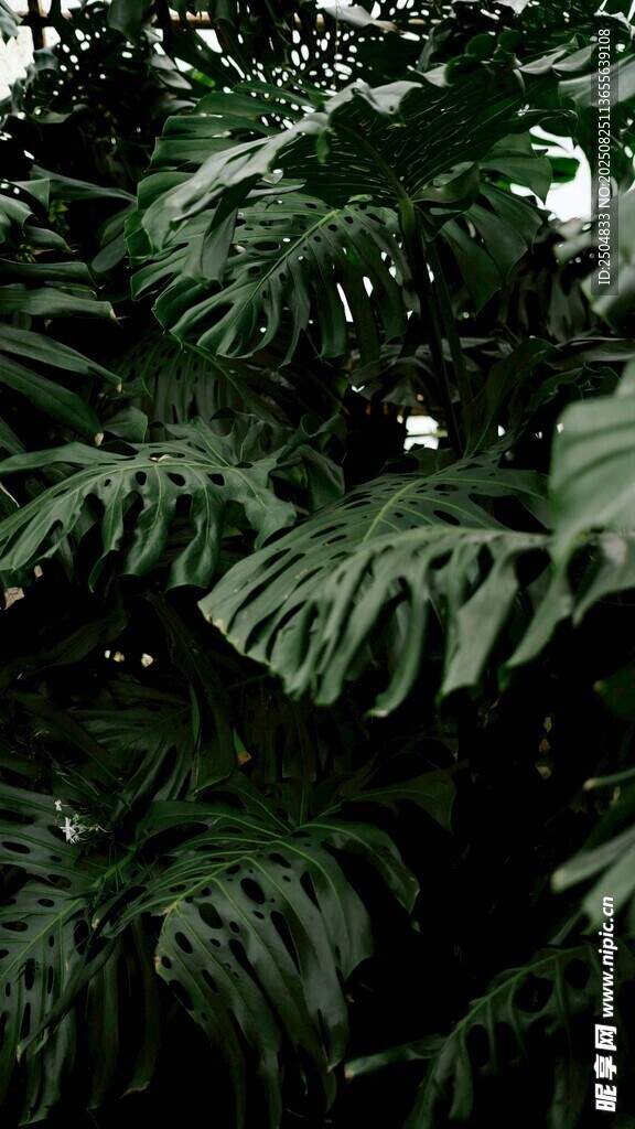 茂密綠植葉片特寫