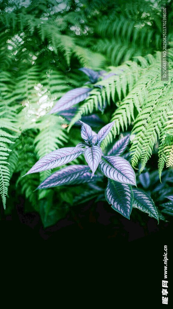 幽境中的藍(lán)葉植物