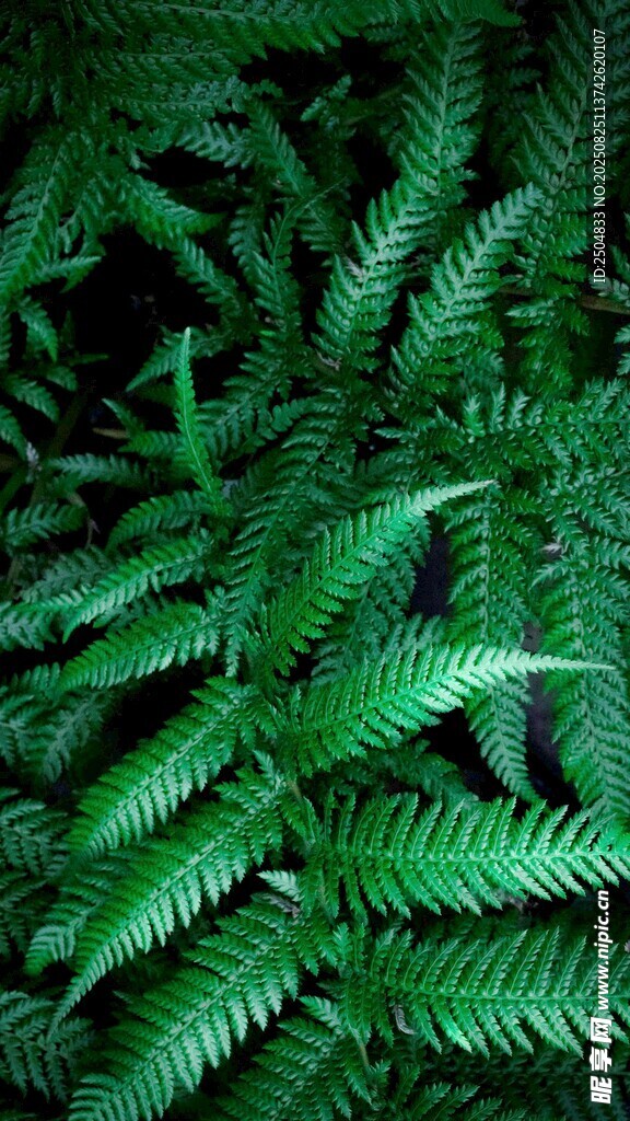 翠綠蕨類植物特寫(xiě)