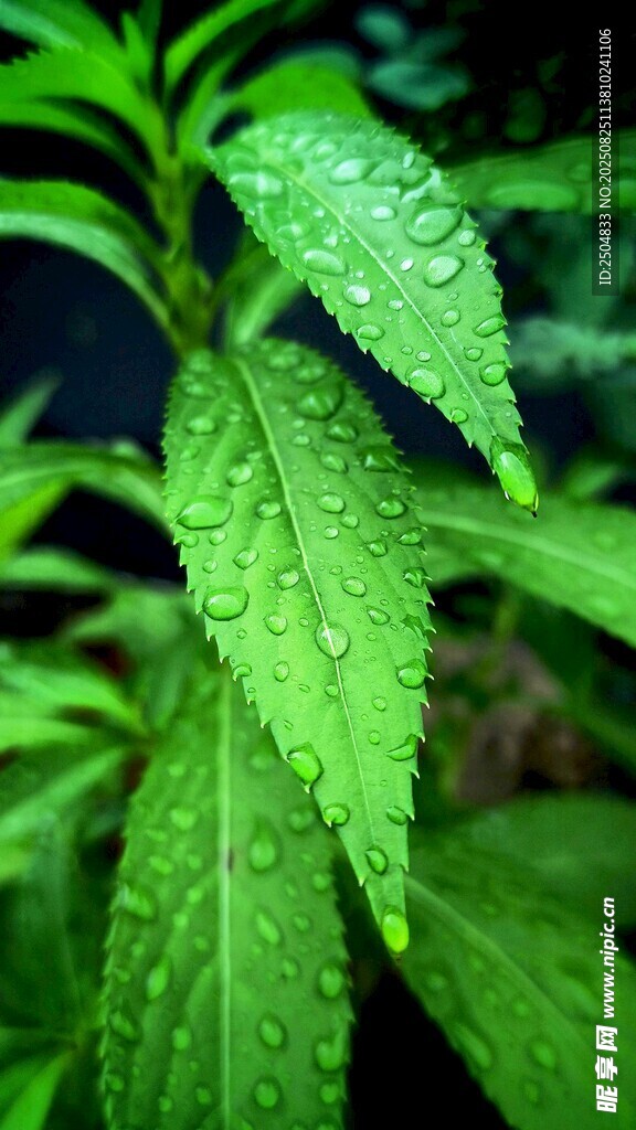 帶水珠的翠綠植物葉片
