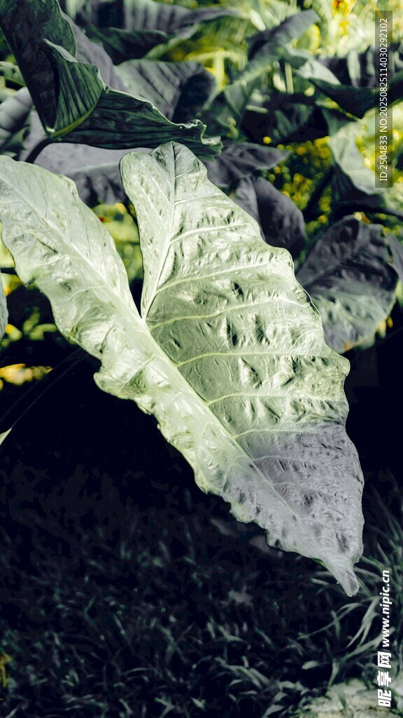 綠葉蔬菜生長(zhǎng)在肥沃土壤中
