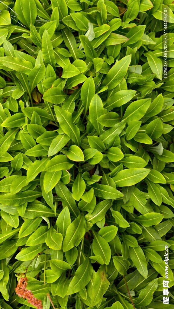 翠綠鮮嫩的綠葉植物