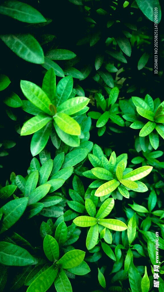 翠綠繁茂的清新植物