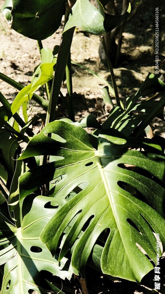 龜背竹綠植特寫