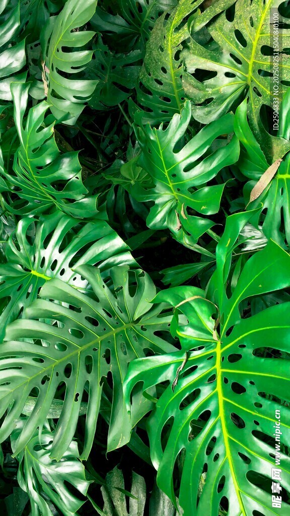 熱帶綠植葉片特寫