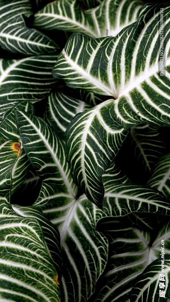 條紋綠植葉片特寫