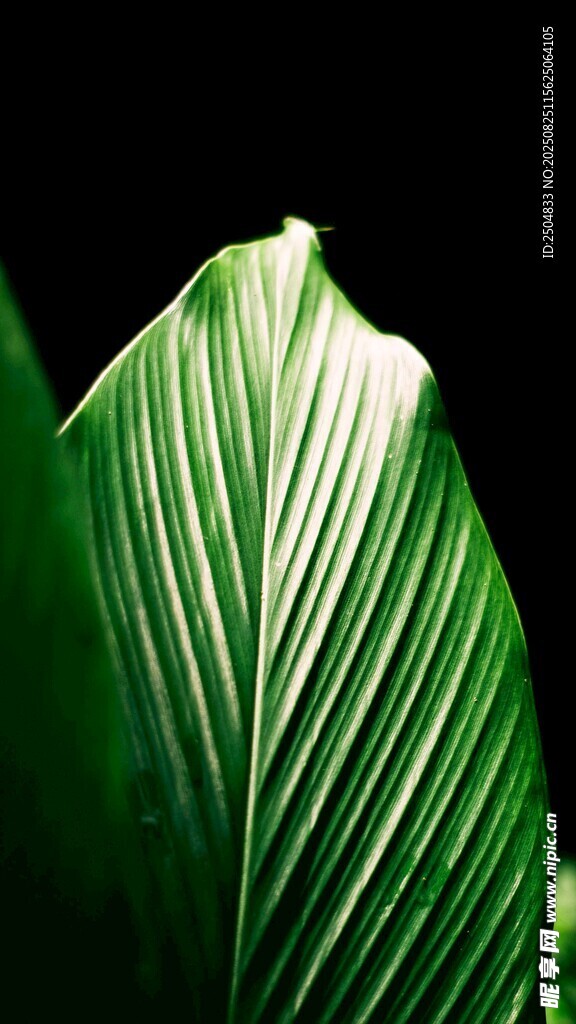 翠綠葉片的獨(dú)特紋理