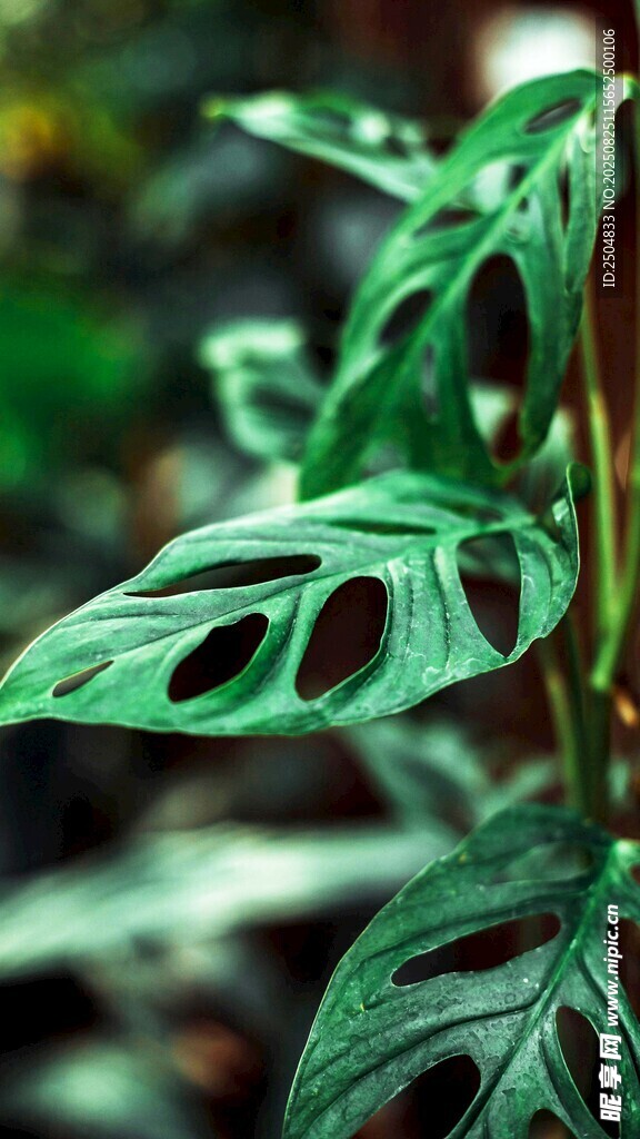 獨(dú)特孔洞葉片的綠色植物